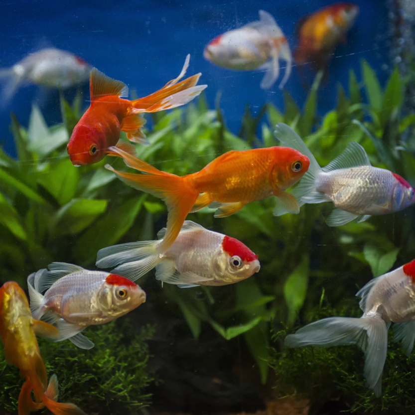 goldfish in an aquarium
